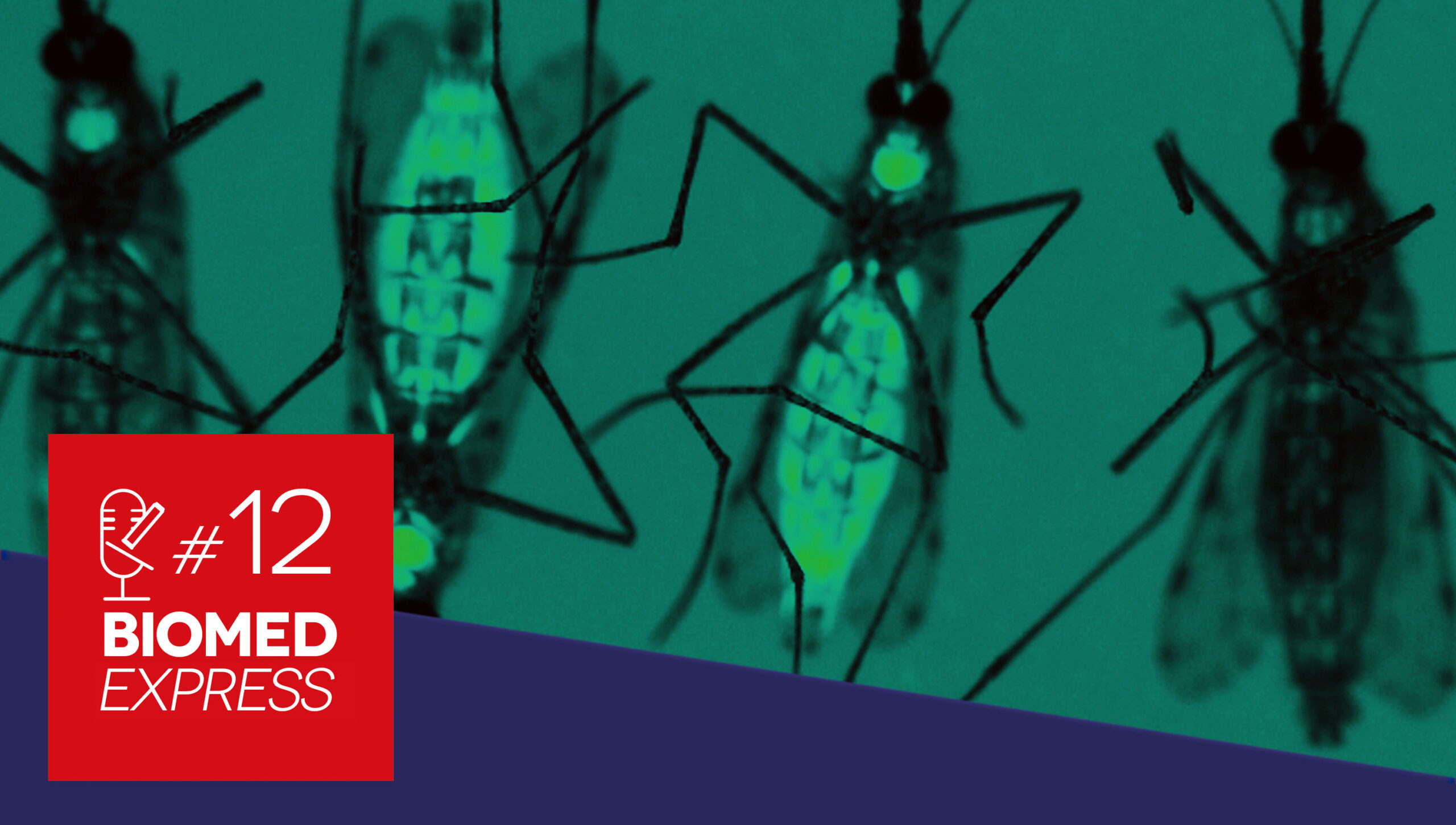 #12 Biomed Express – Vírus Mayaro: O novo Zika?