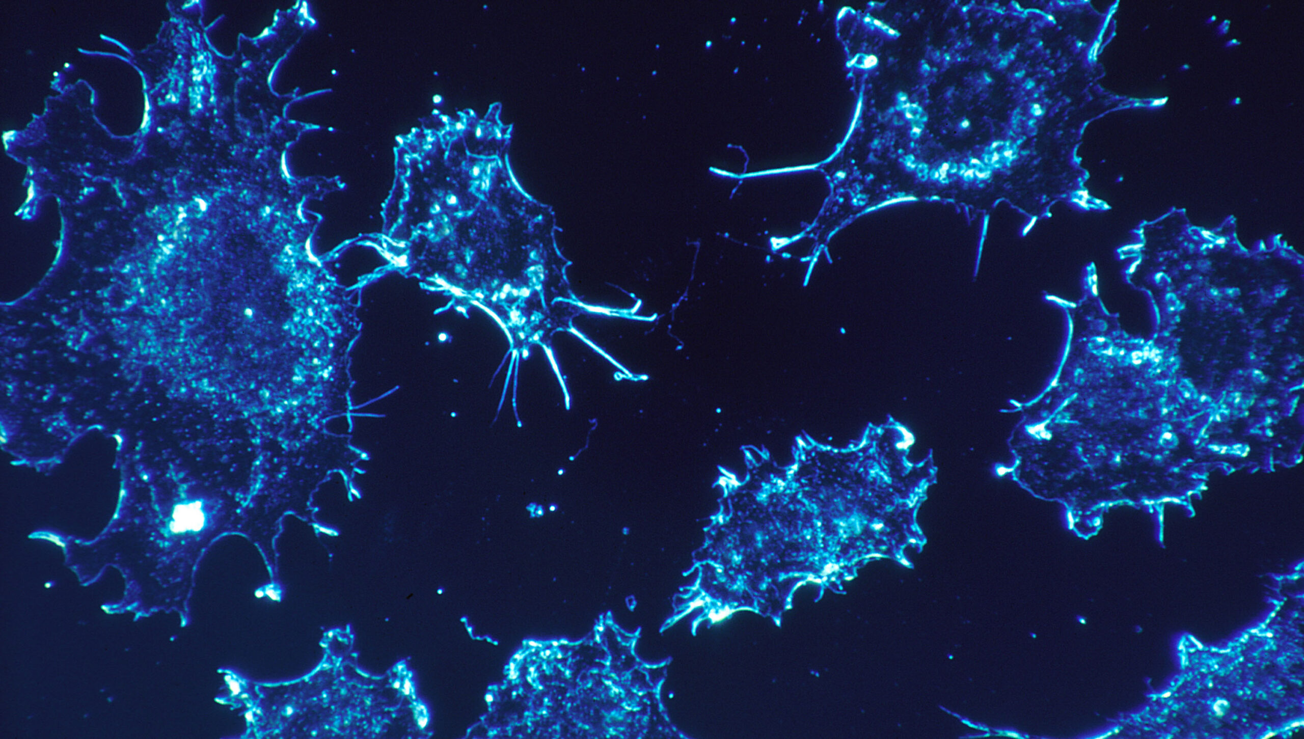 #71 Zika Vírus na Terapia do Câncer