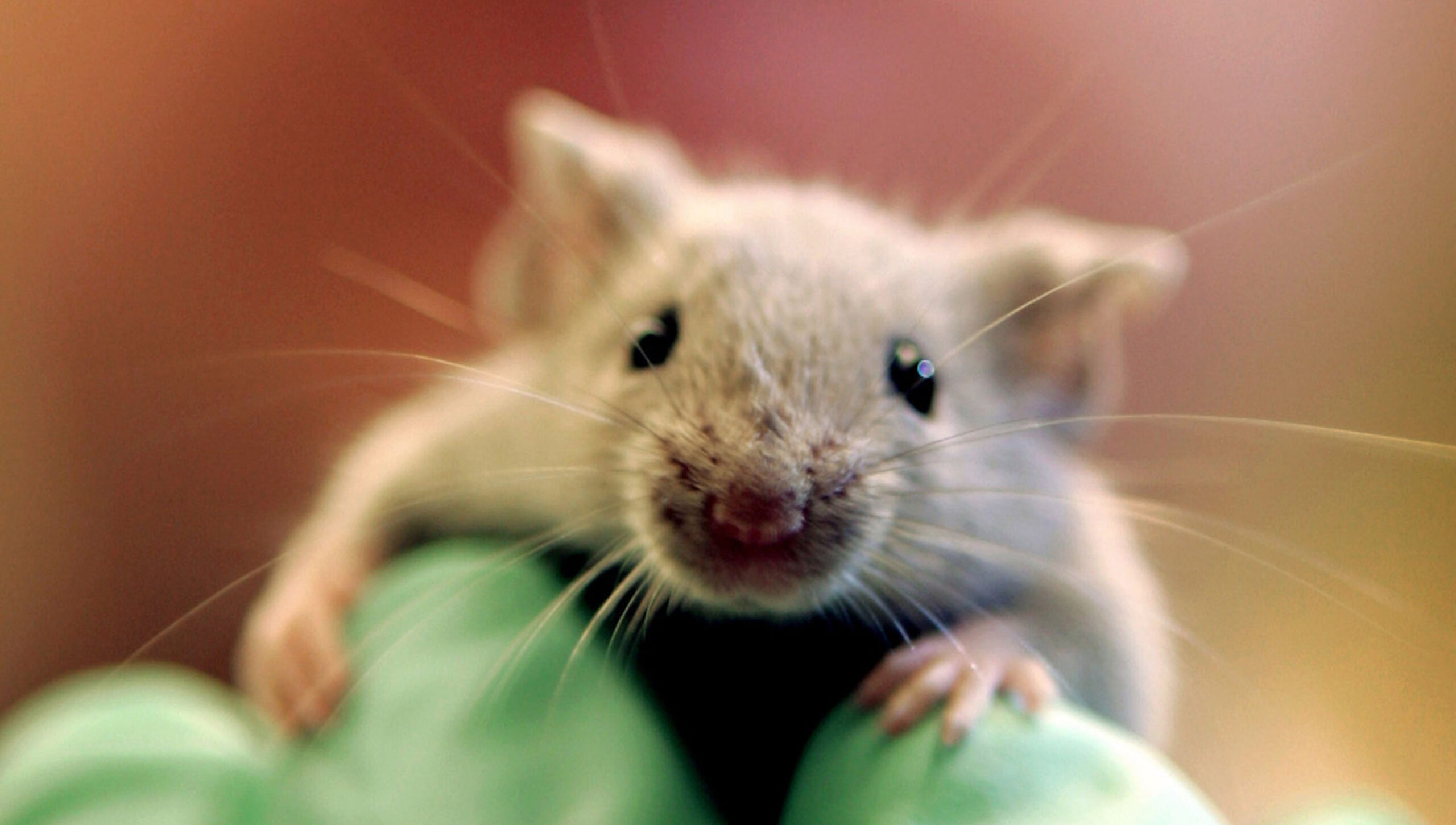 #73 Experimentação em Animais