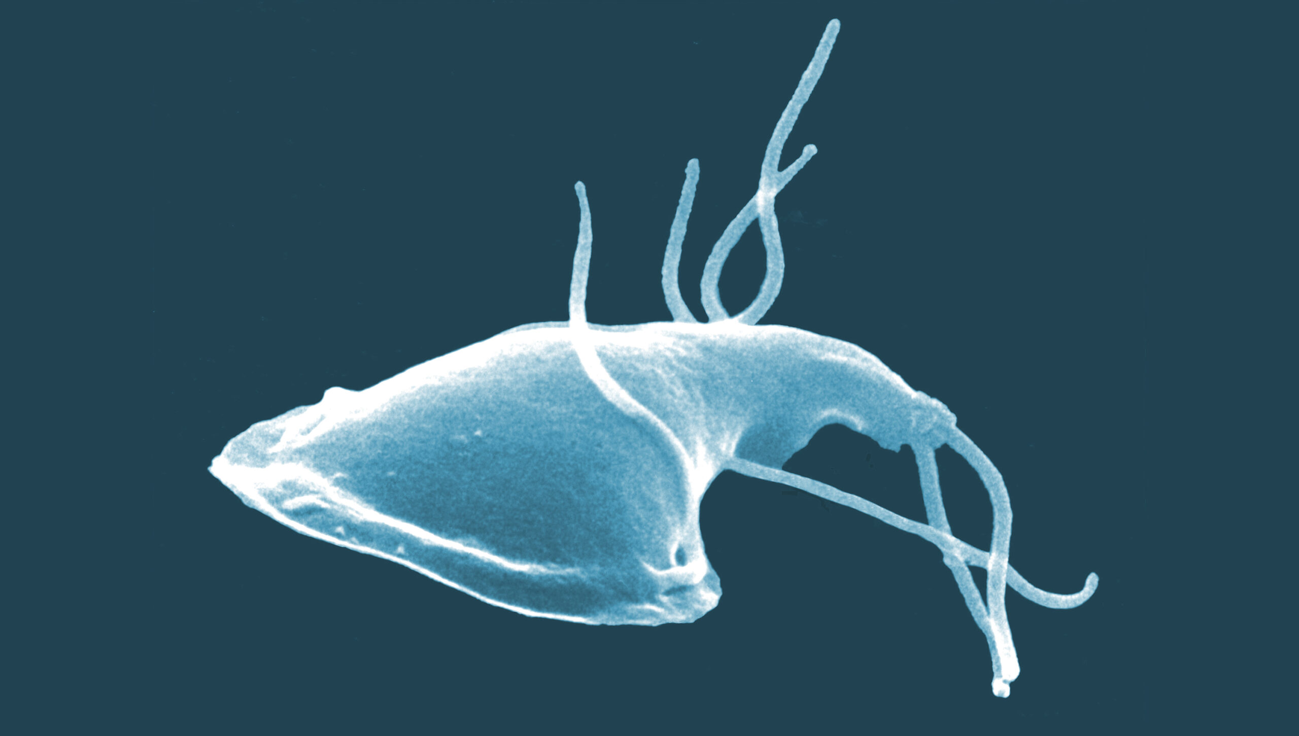 #93 O Universo Microscópico: Protozoários