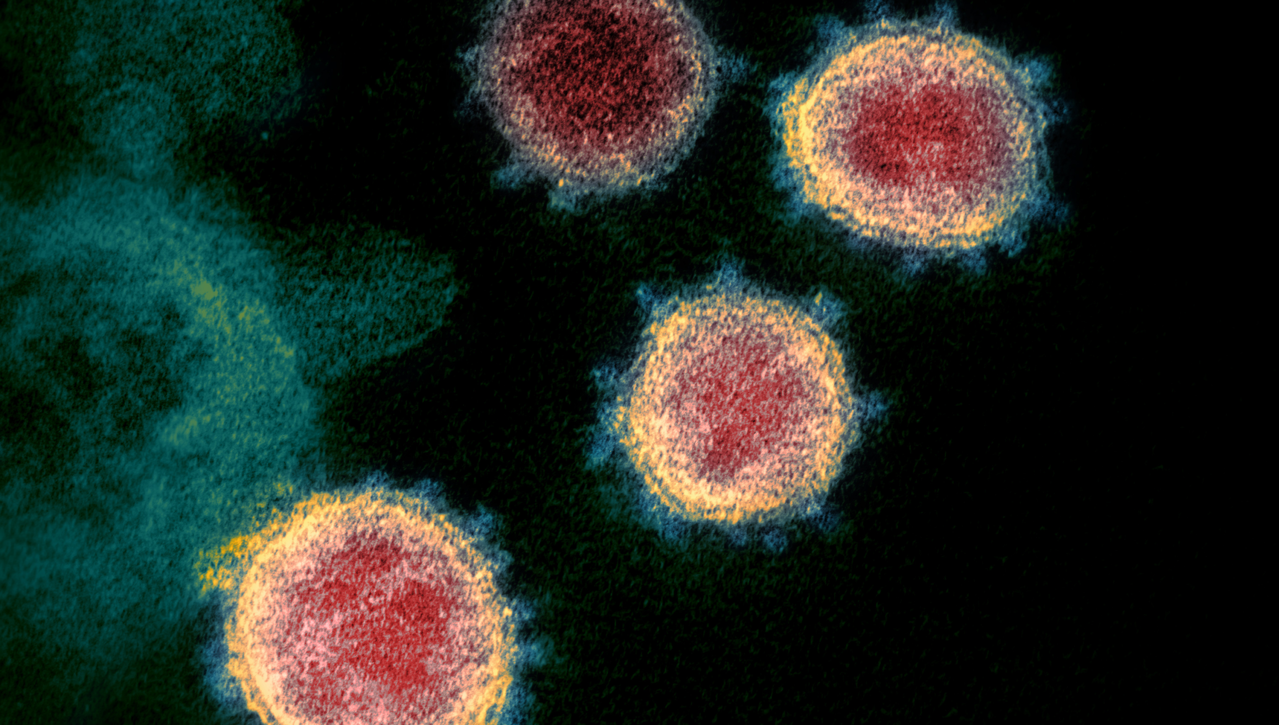 #98 Coronavírus (Covid-19): O que há de novo?